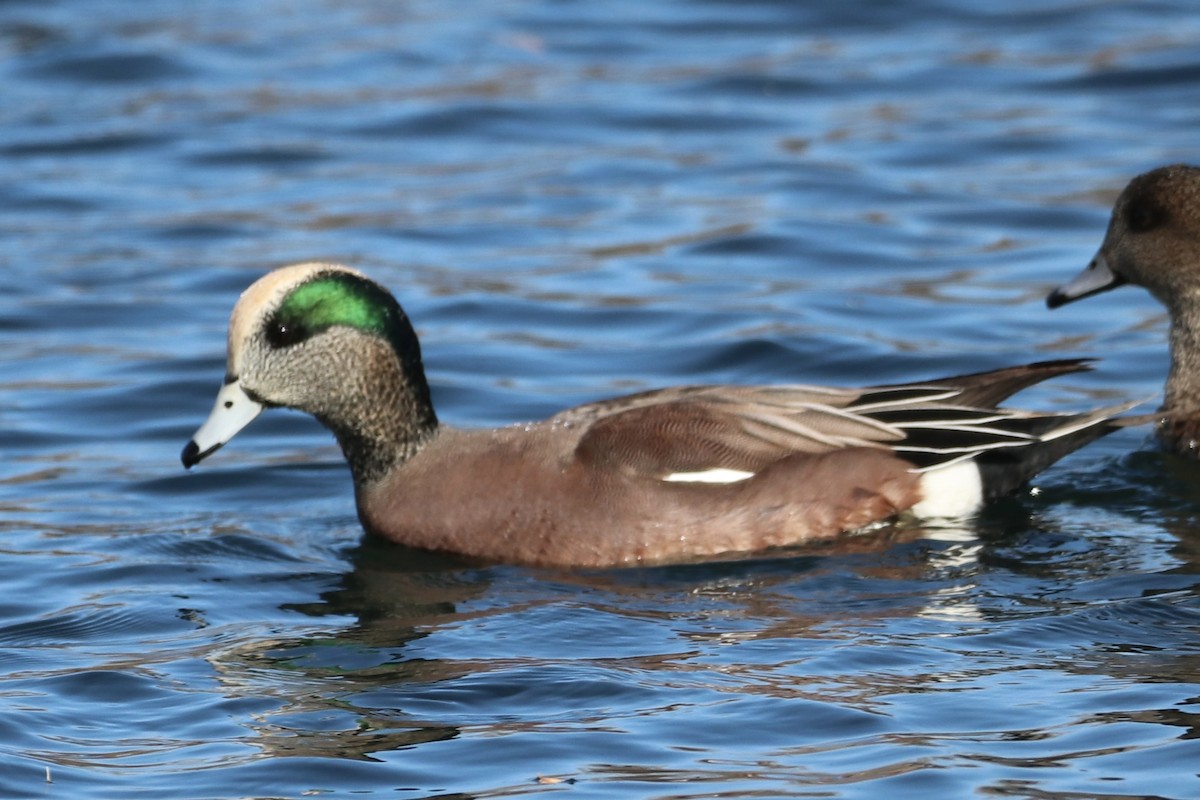 Свищ американський - ML644764860