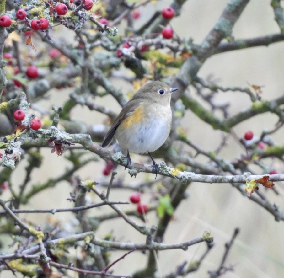 Red-flanked Bluetail - ML644764866
