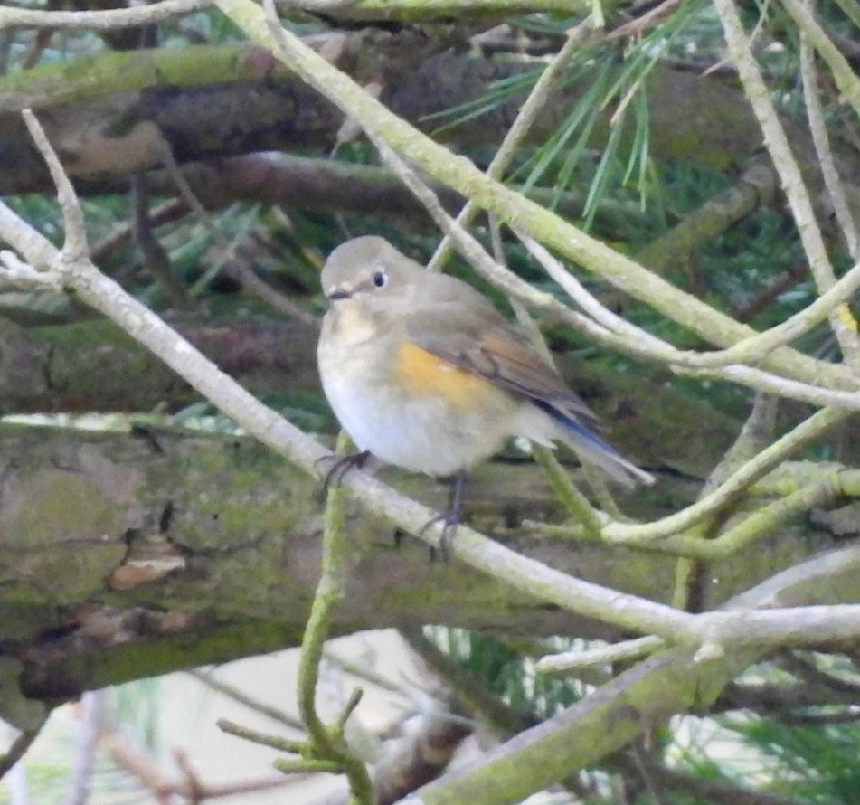 Red-flanked Bluetail - ML644764867