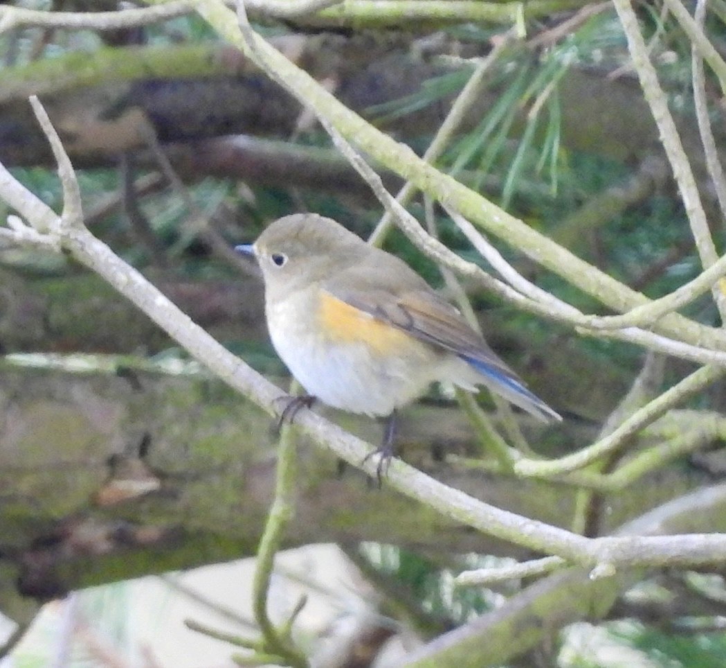 Red-flanked Bluetail - ML644764868