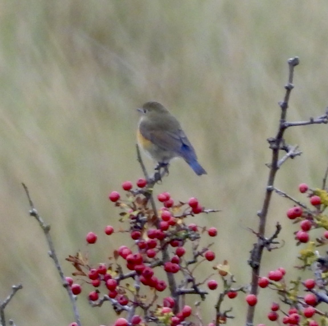 Red-flanked Bluetail - ML644764869