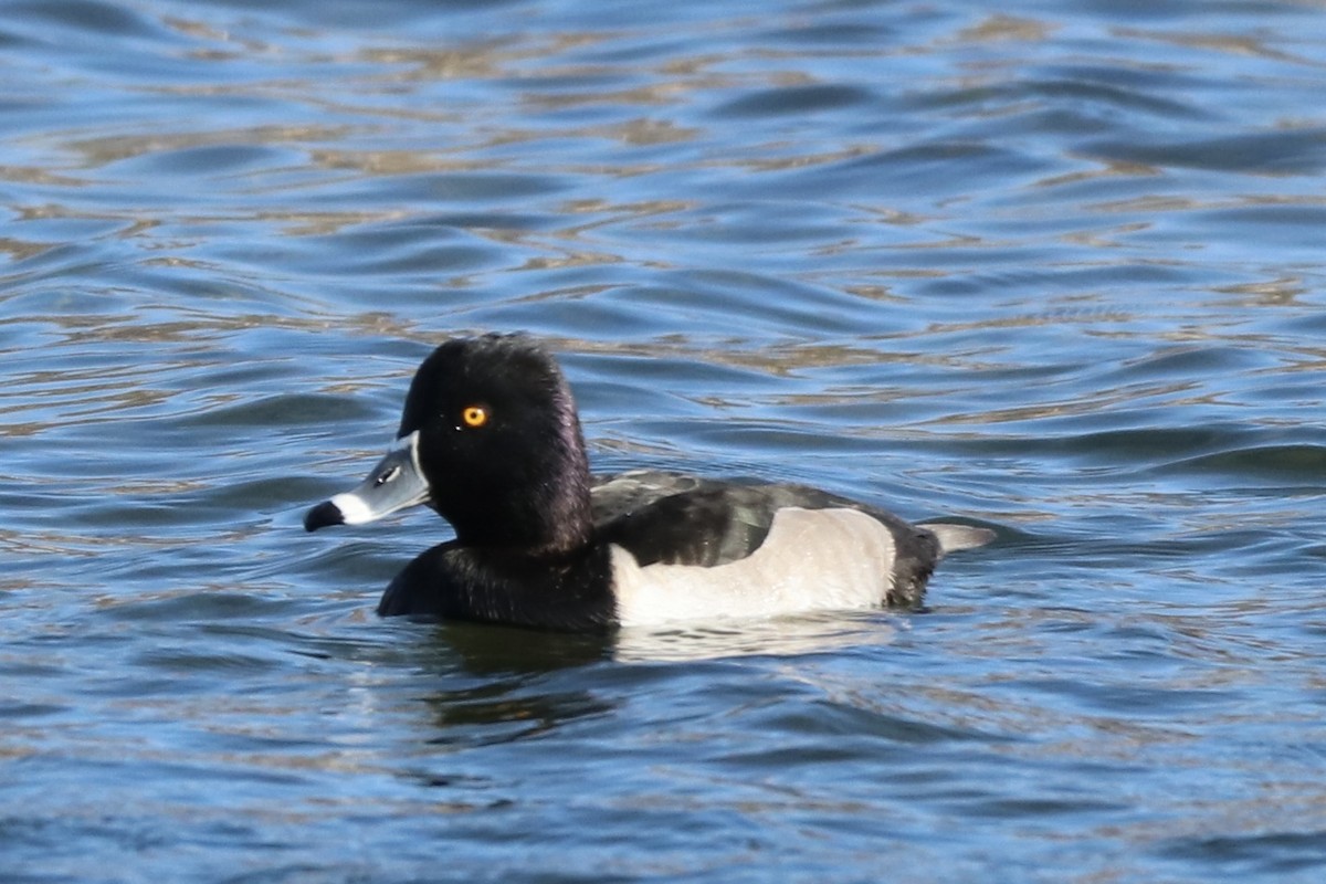 Чернь канадська - ML644764874