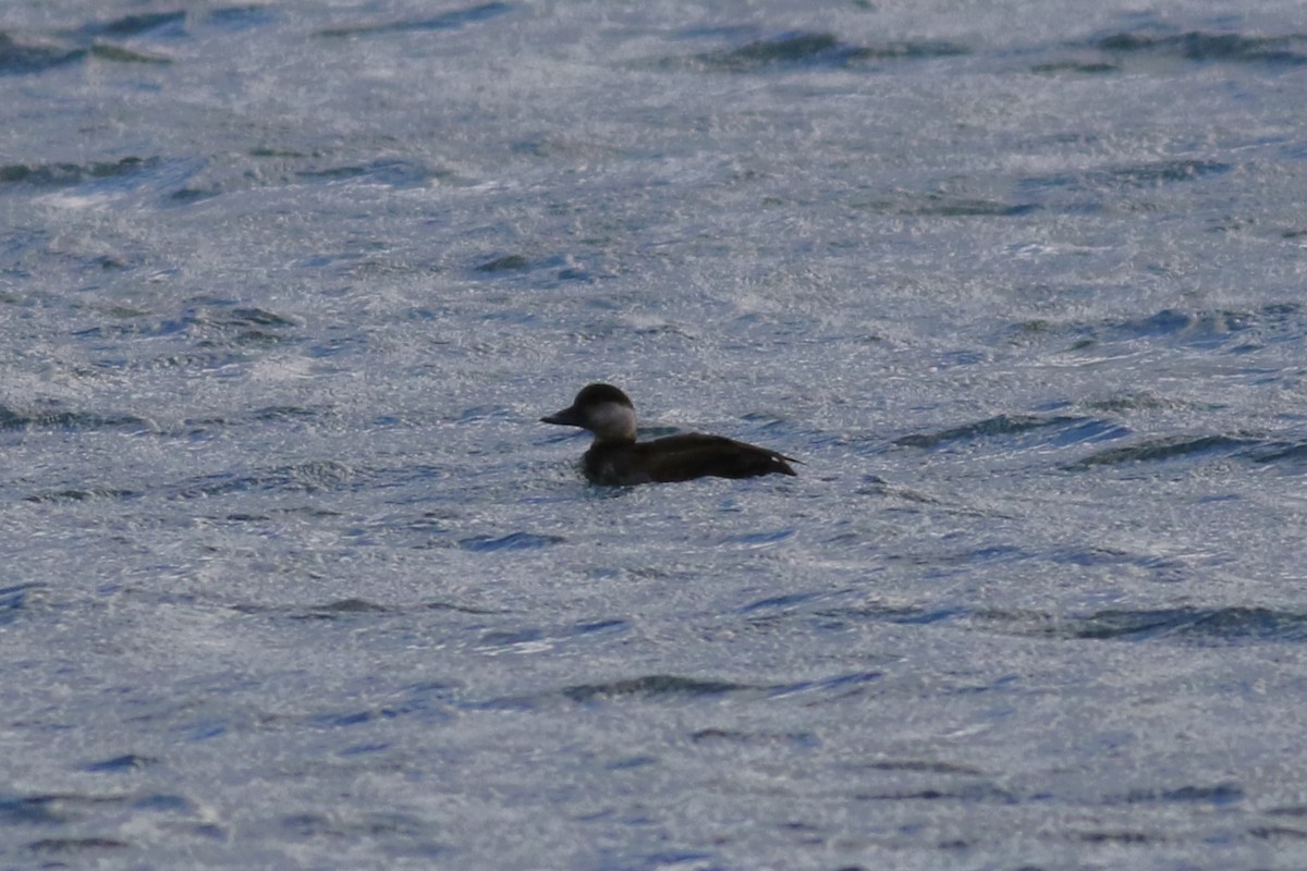 Американская синьга - ML644764892