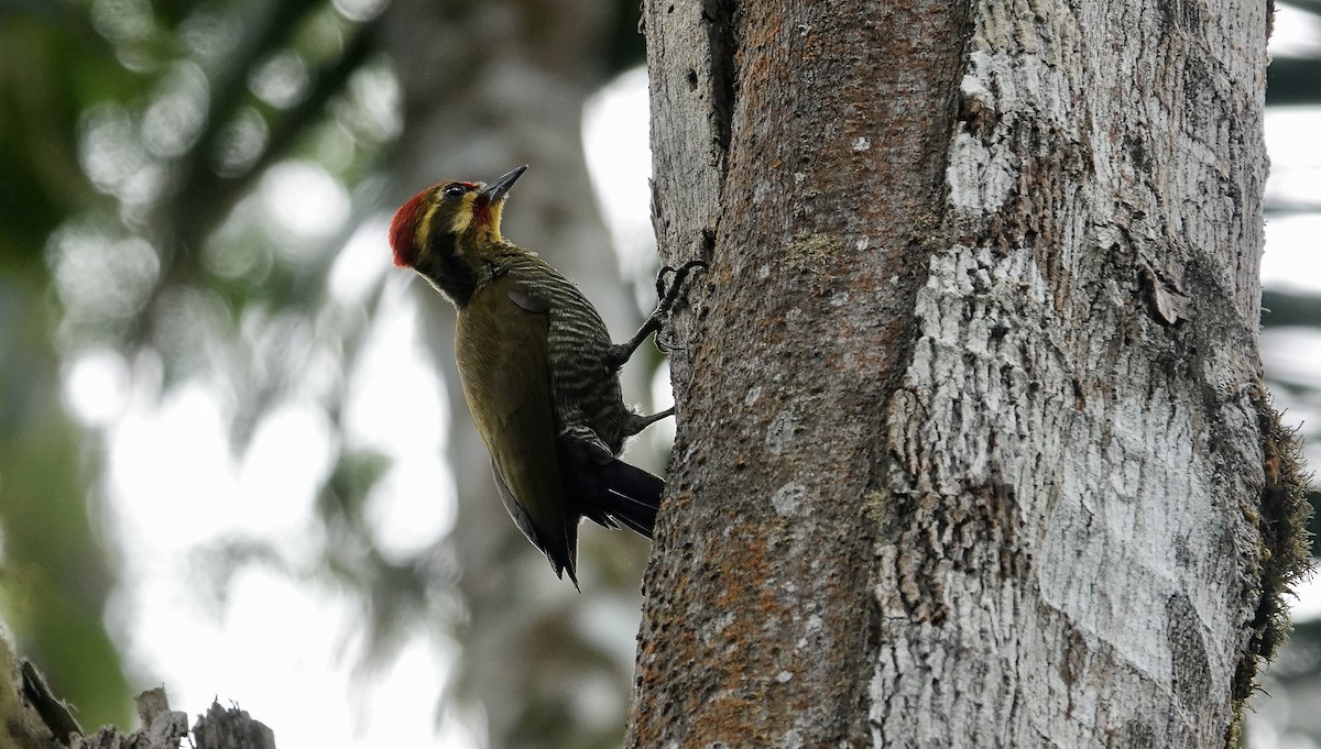 White-browed Woodpecker - ML644764950