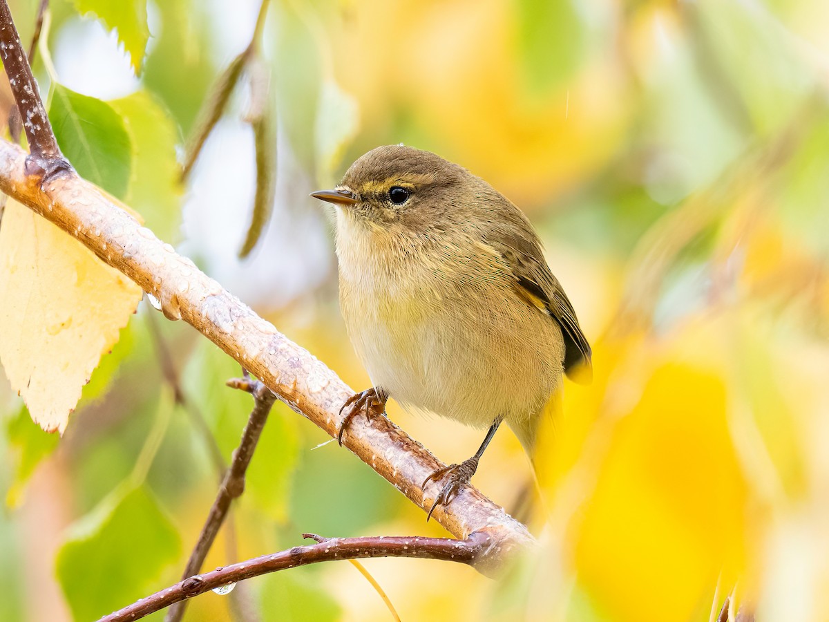 Mosquitero Común - ML644764956