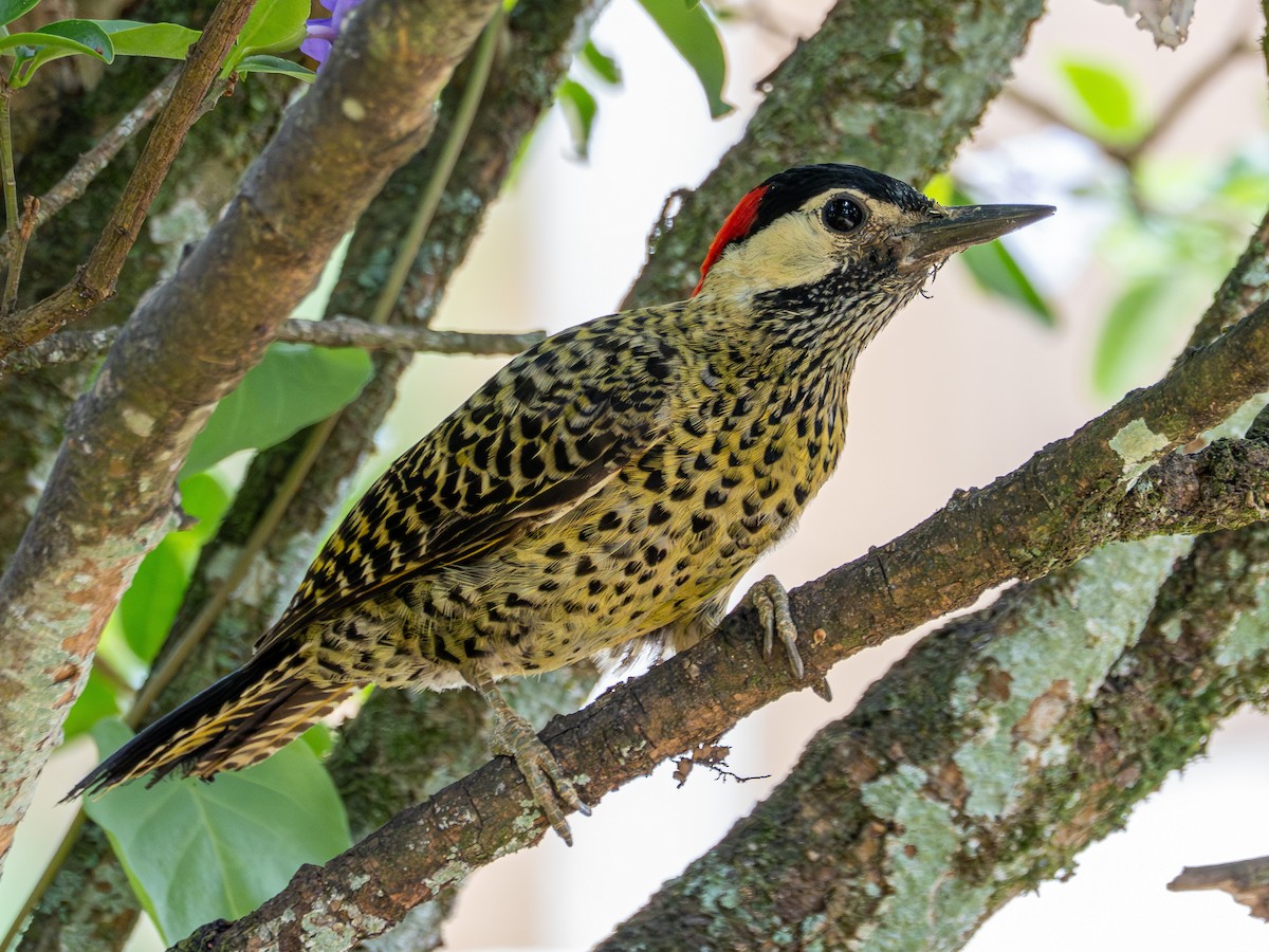 Green-barred Woodpecker - ML644764962