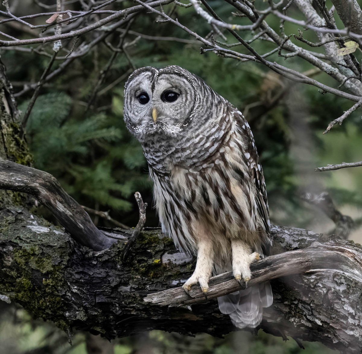 Barred Owl - ML644764963