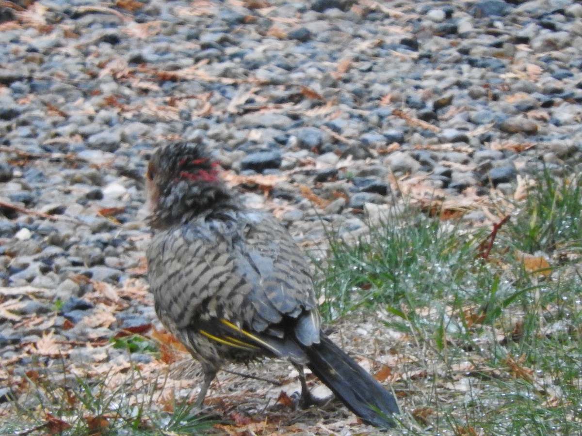 Northern Flicker - ML644764965