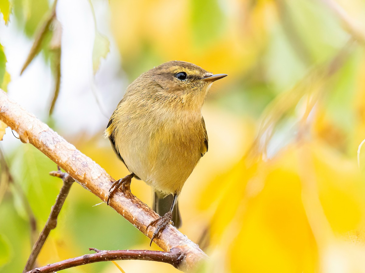 Mosquitero Común - ML644764968