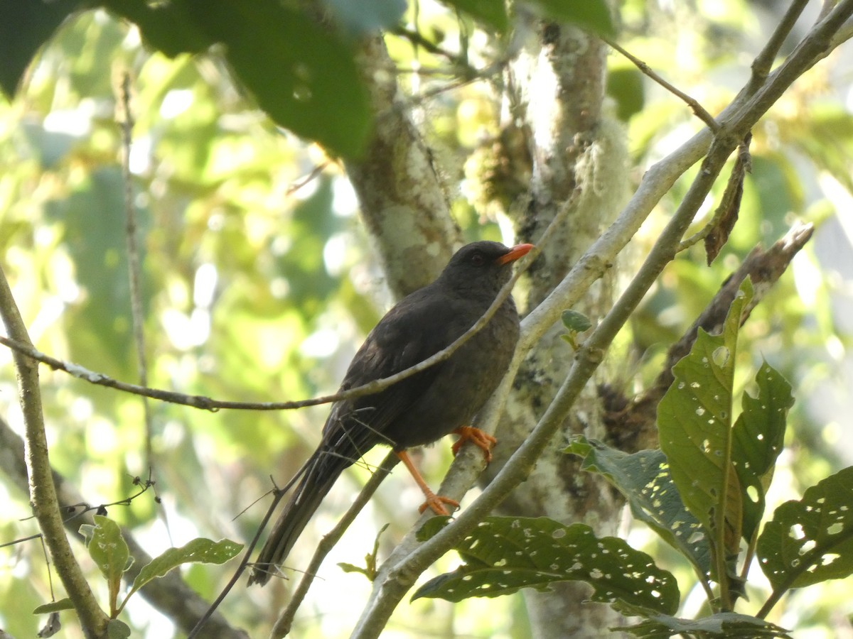 Great Thrush - ML644764970