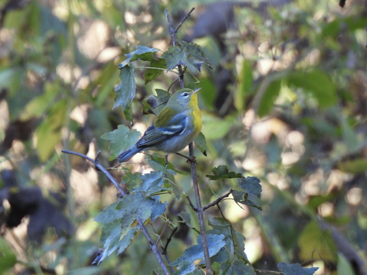 Northern Parula - ML644764972