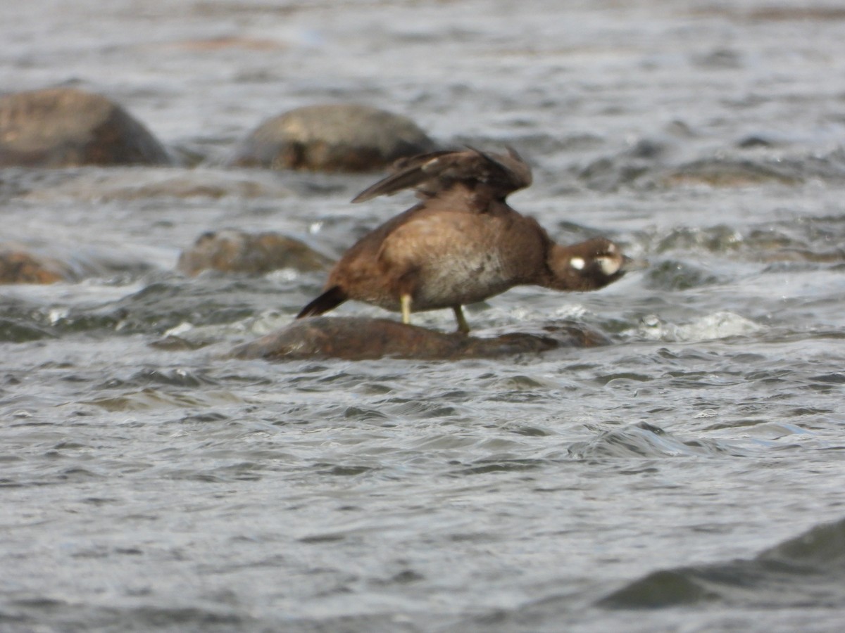 Harlequin Duck - ML644764980