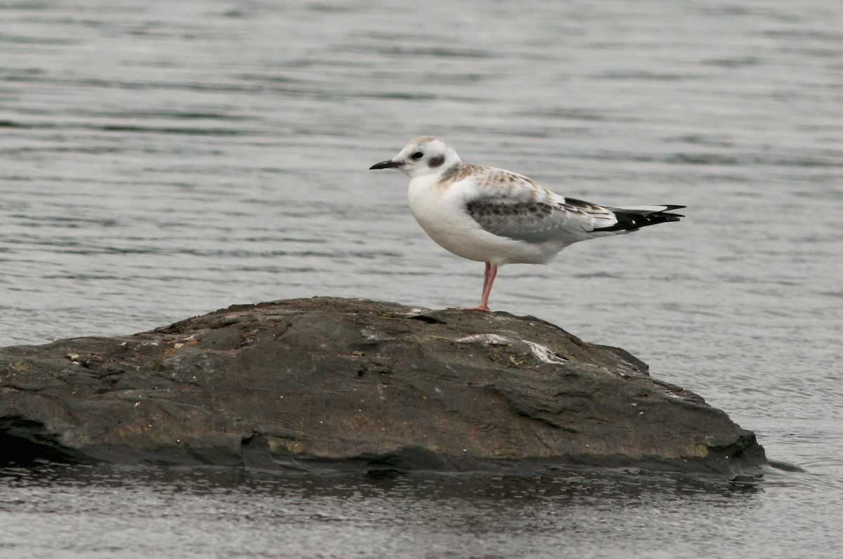 Bonaparte's Gull - ML644764989