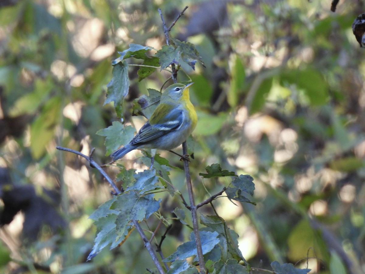 Northern Parula - ML644764994