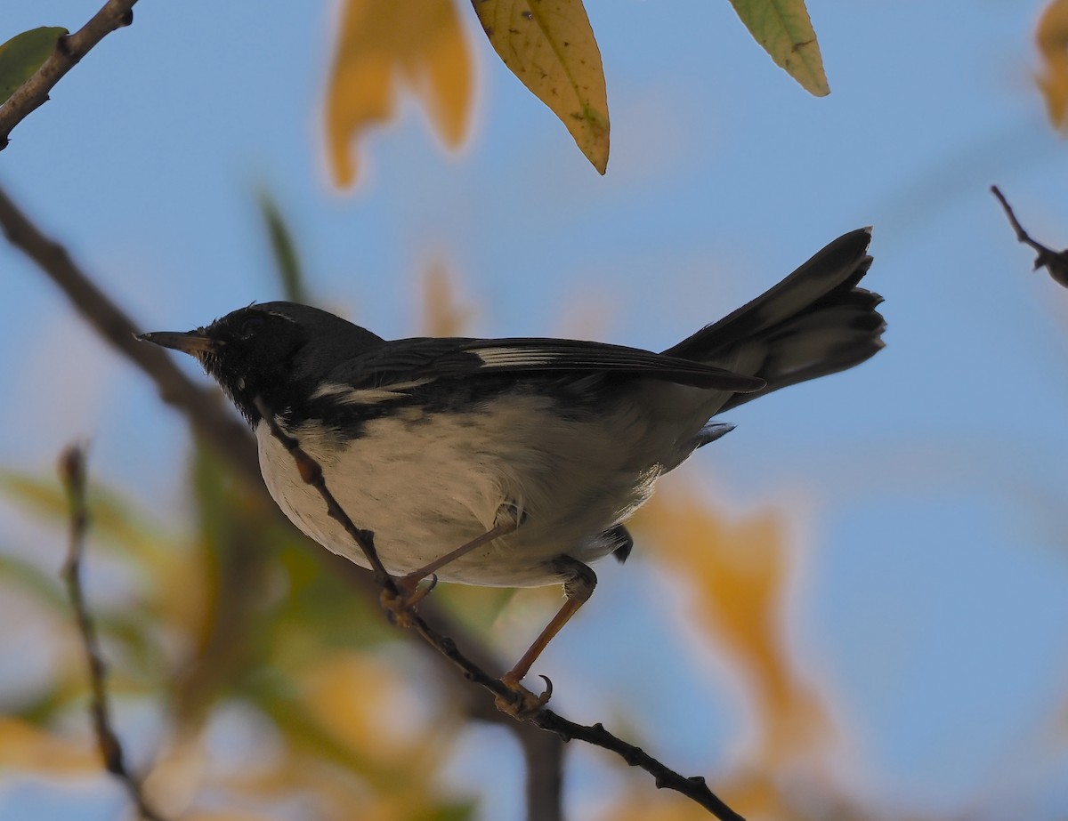 Black-throated Blue Warbler - ML644765011