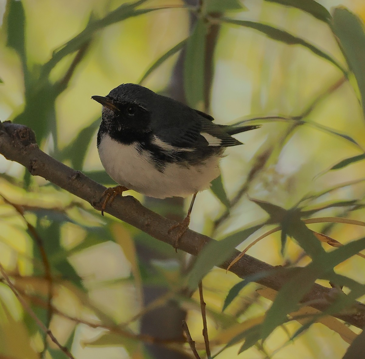 Black-throated Blue Warbler - ML644765012