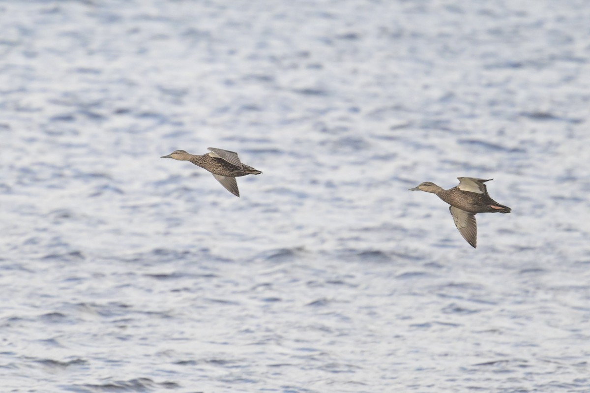 American Black Duck - ML644765018