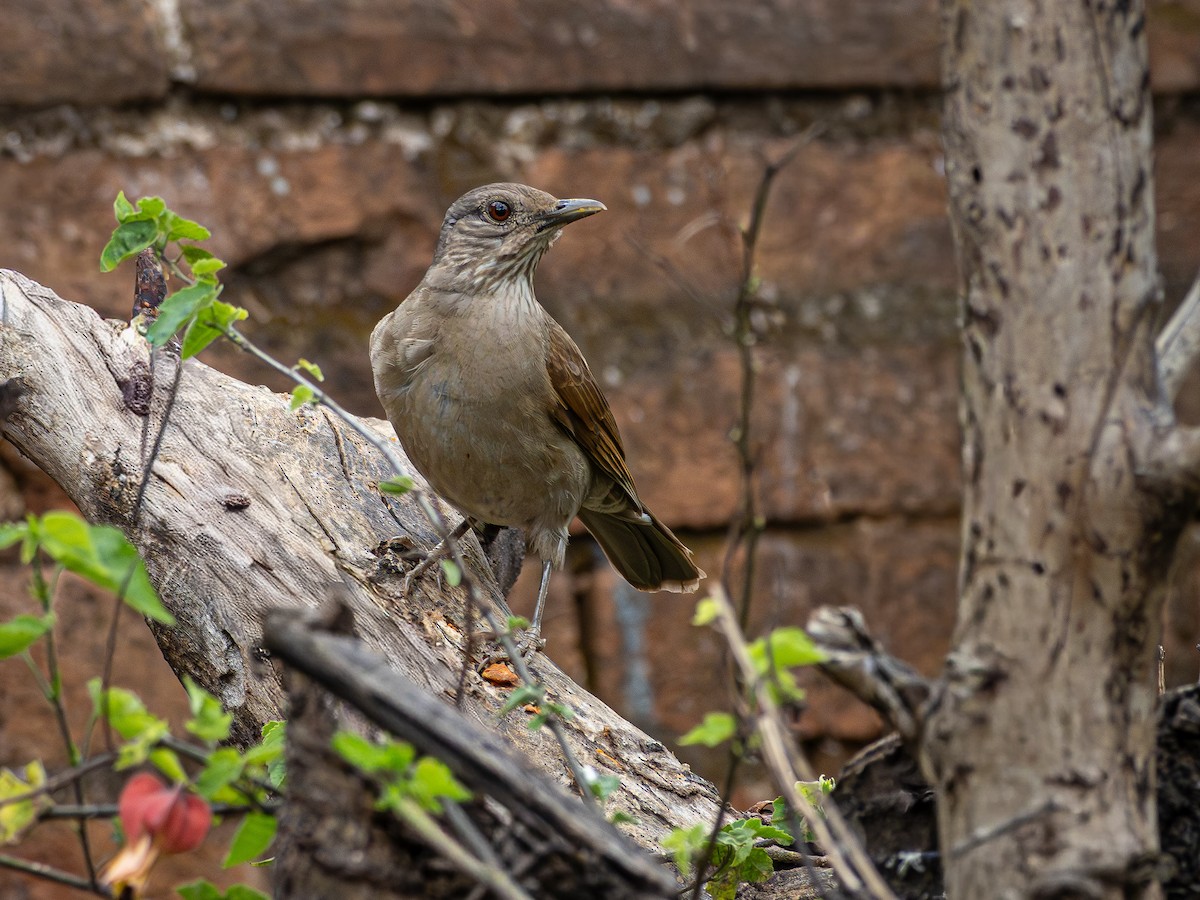 Pale-breasted Thrush - ML644765019