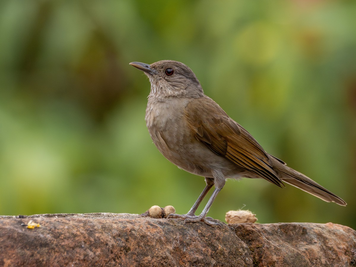 Pale-breasted Thrush - ML644765020