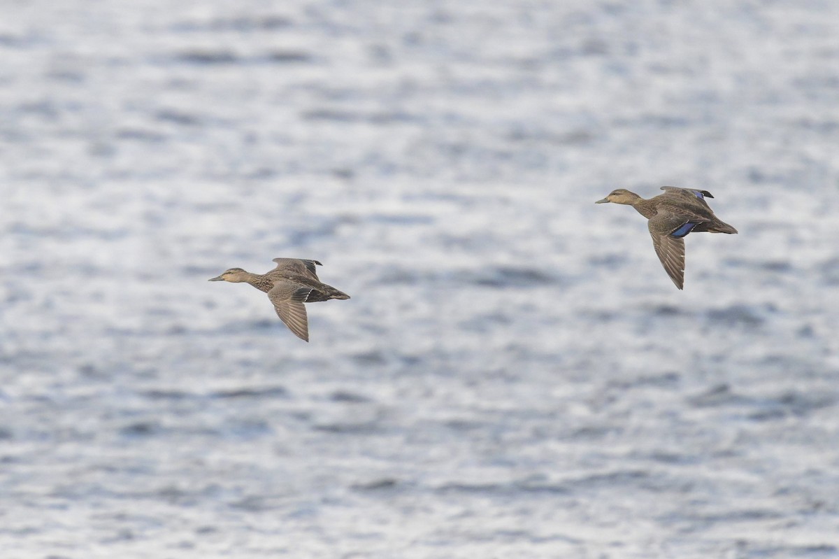 American Black Duck - ML644765022