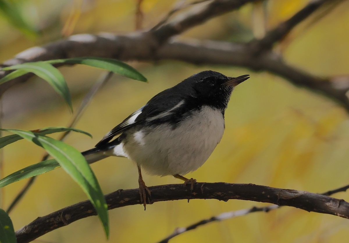 Black-throated Blue Warbler - ML644765023