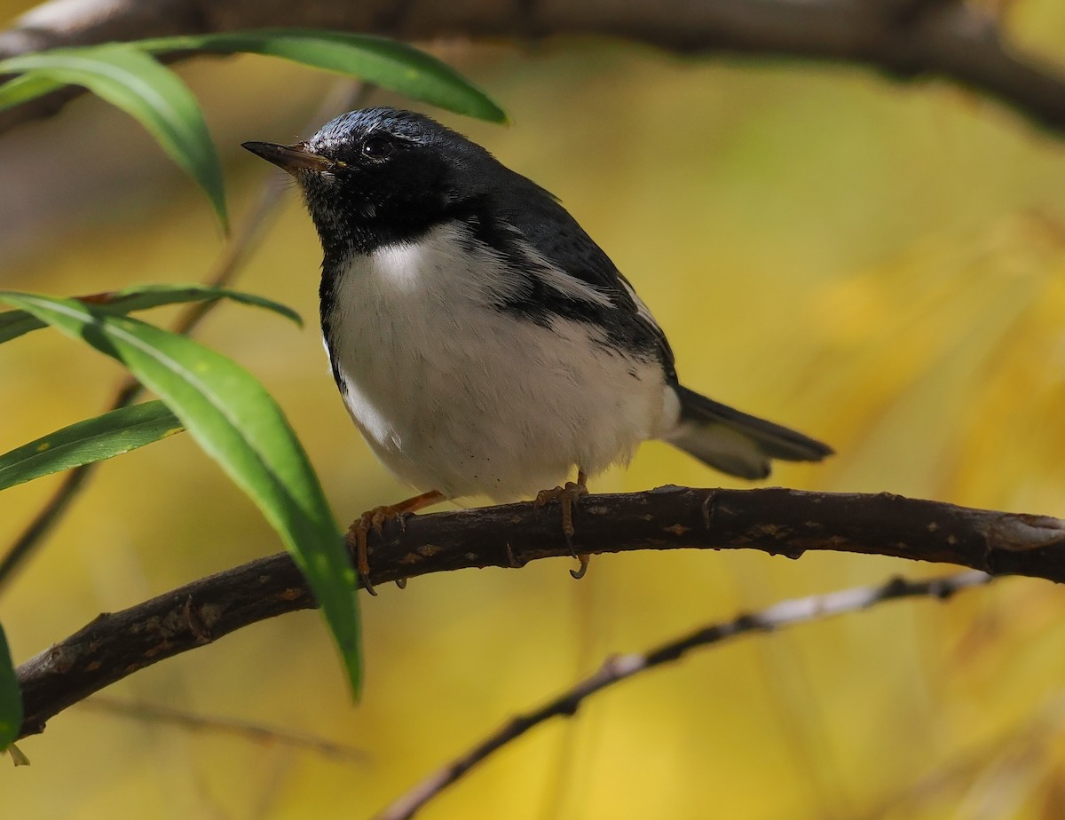 Black-throated Blue Warbler - ML644765024