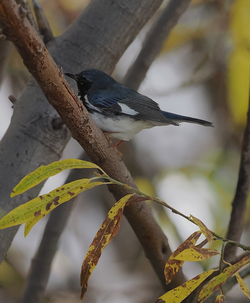 Black-throated Blue Warbler - ML644765025