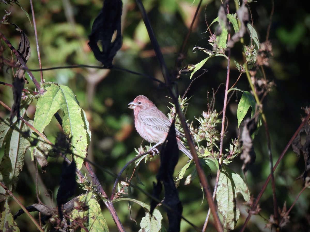 House Finch - ML644765026