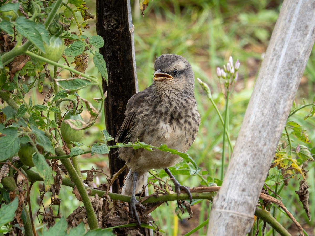 Kampo Taklitçisi - ML644765042