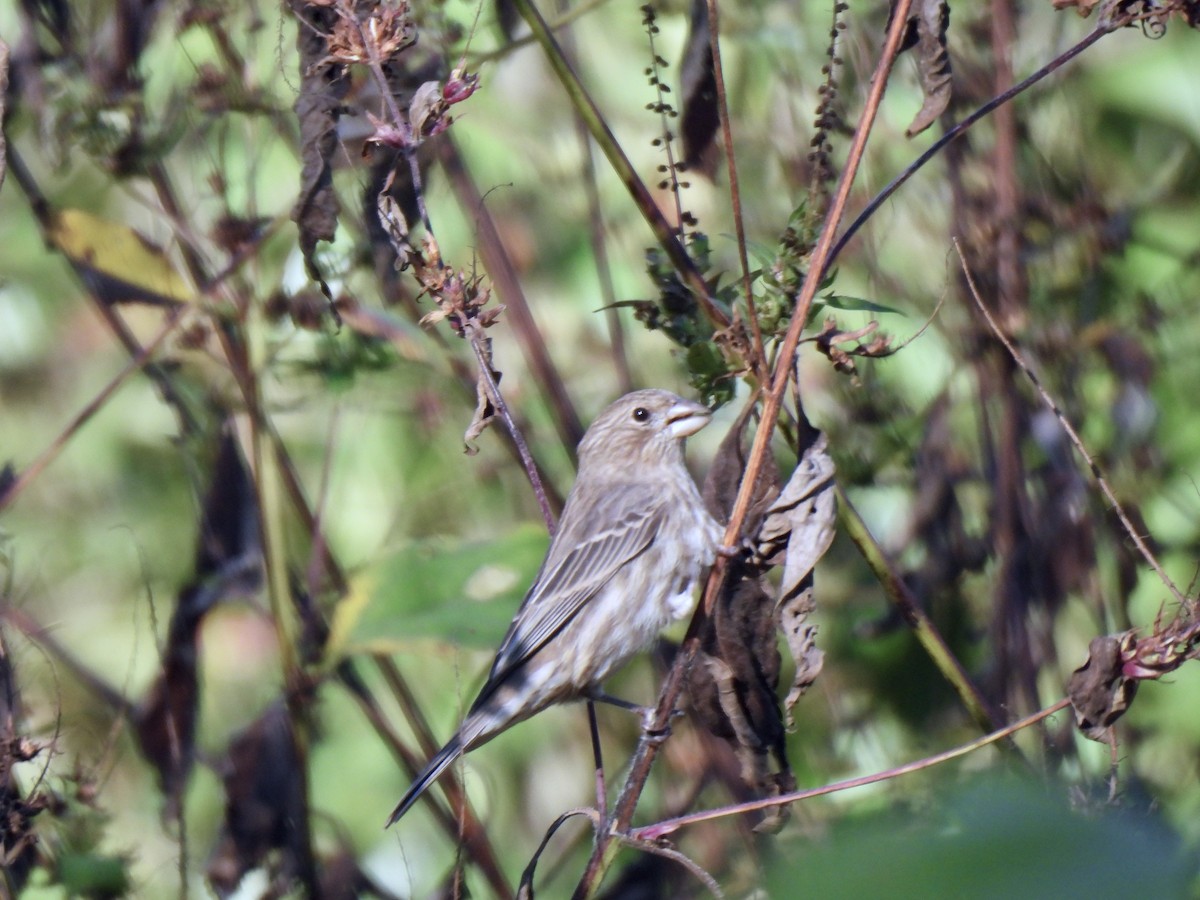 House Finch - ML644765047