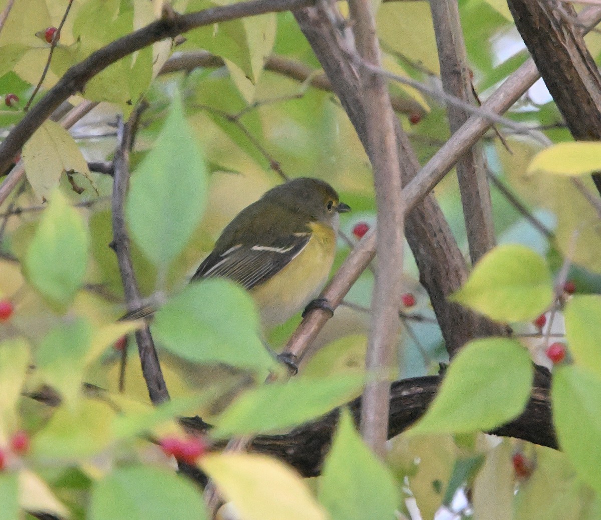 Weißaugenvireo - ML644765051