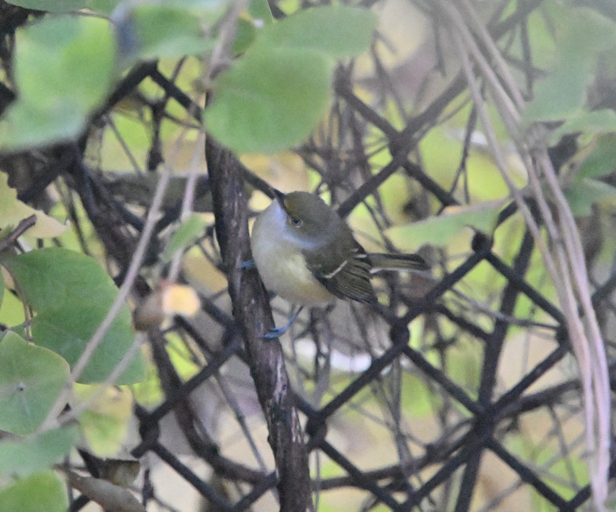 Weißaugenvireo - ML644765052