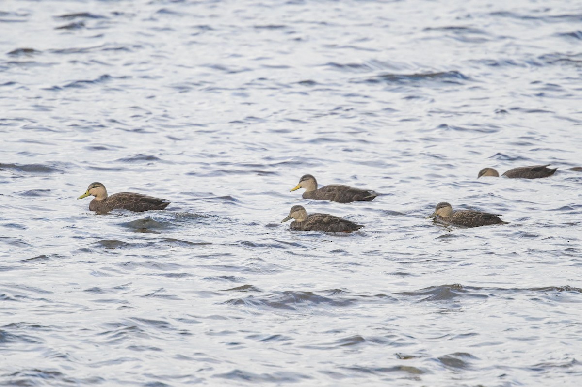 American Black Duck - ML644765080