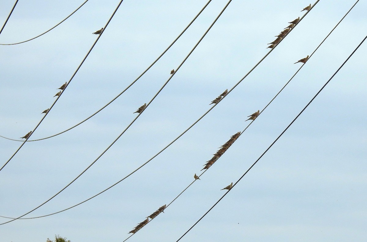 Zenaida Huilota - ML644765091