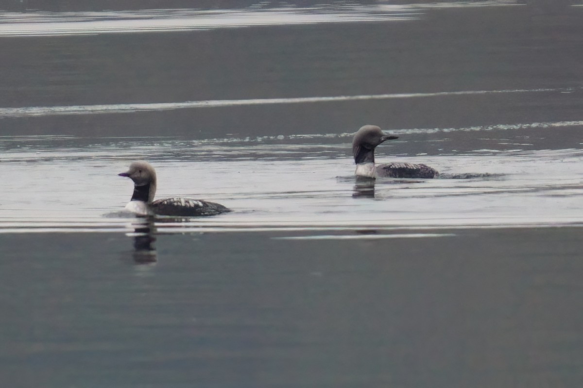 Хилэн гүеэт гахууна - ML644765096