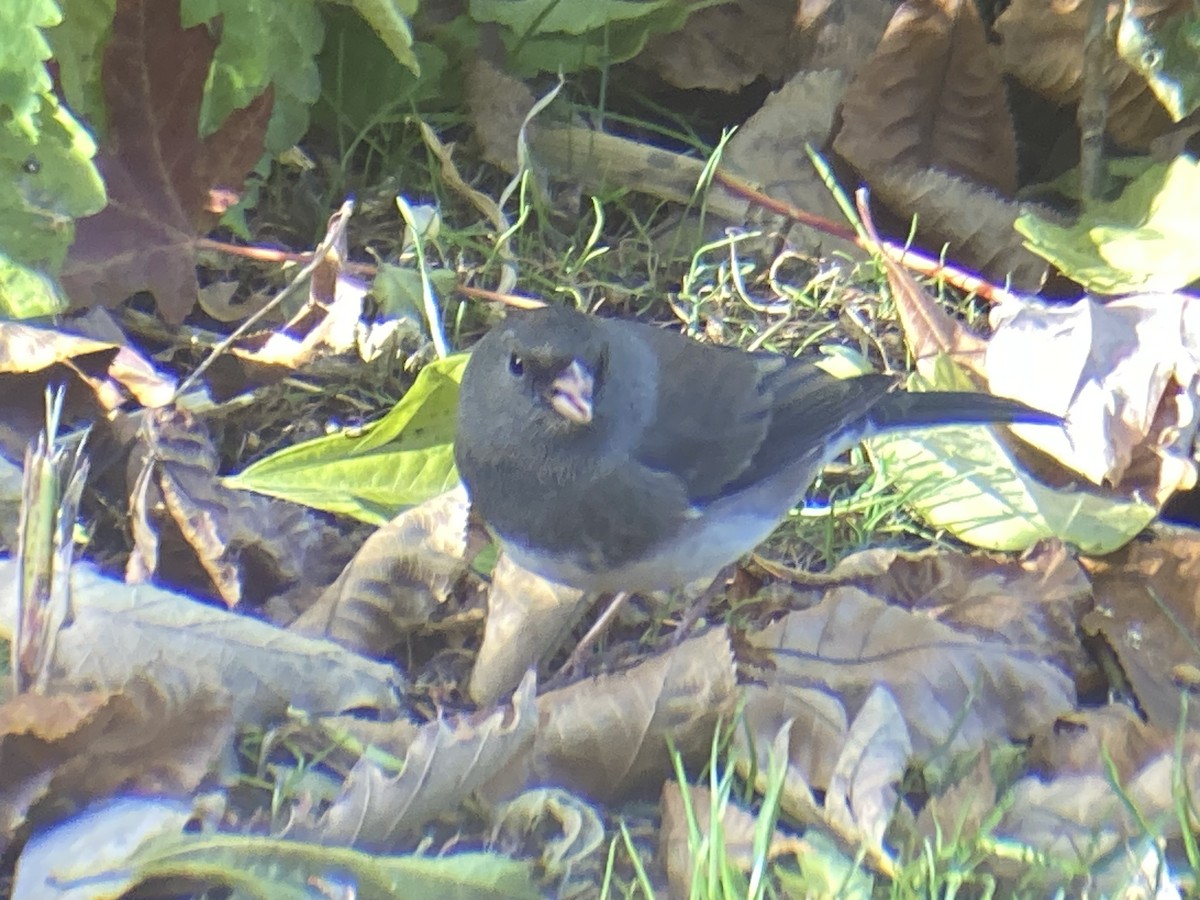 Dark-eyed Junco - ML644765106