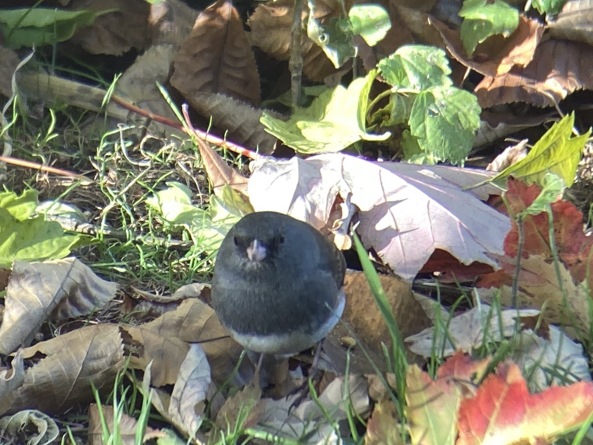 Dark-eyed Junco - ML644765108