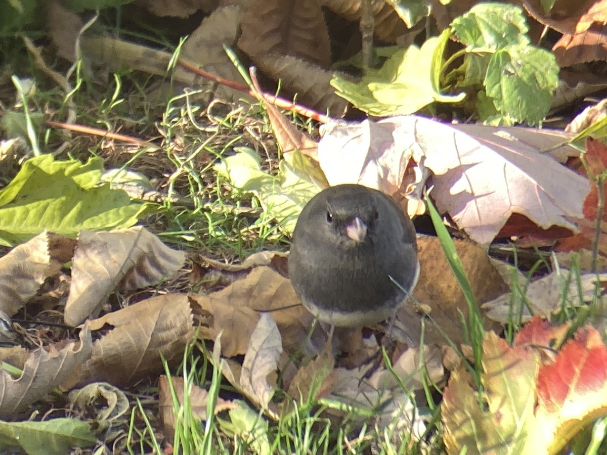 Dark-eyed Junco - ML644765109