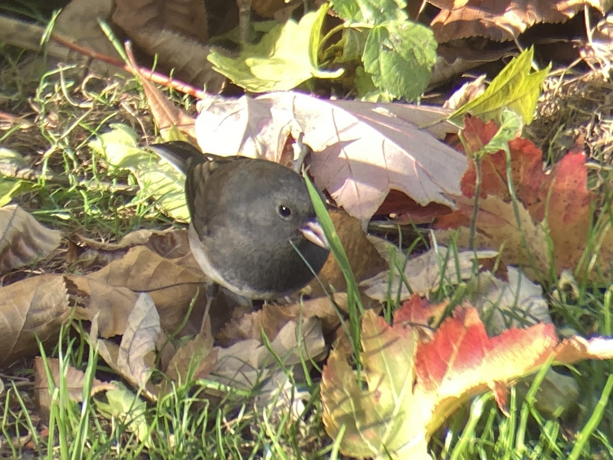 Dark-eyed Junco - ML644765110