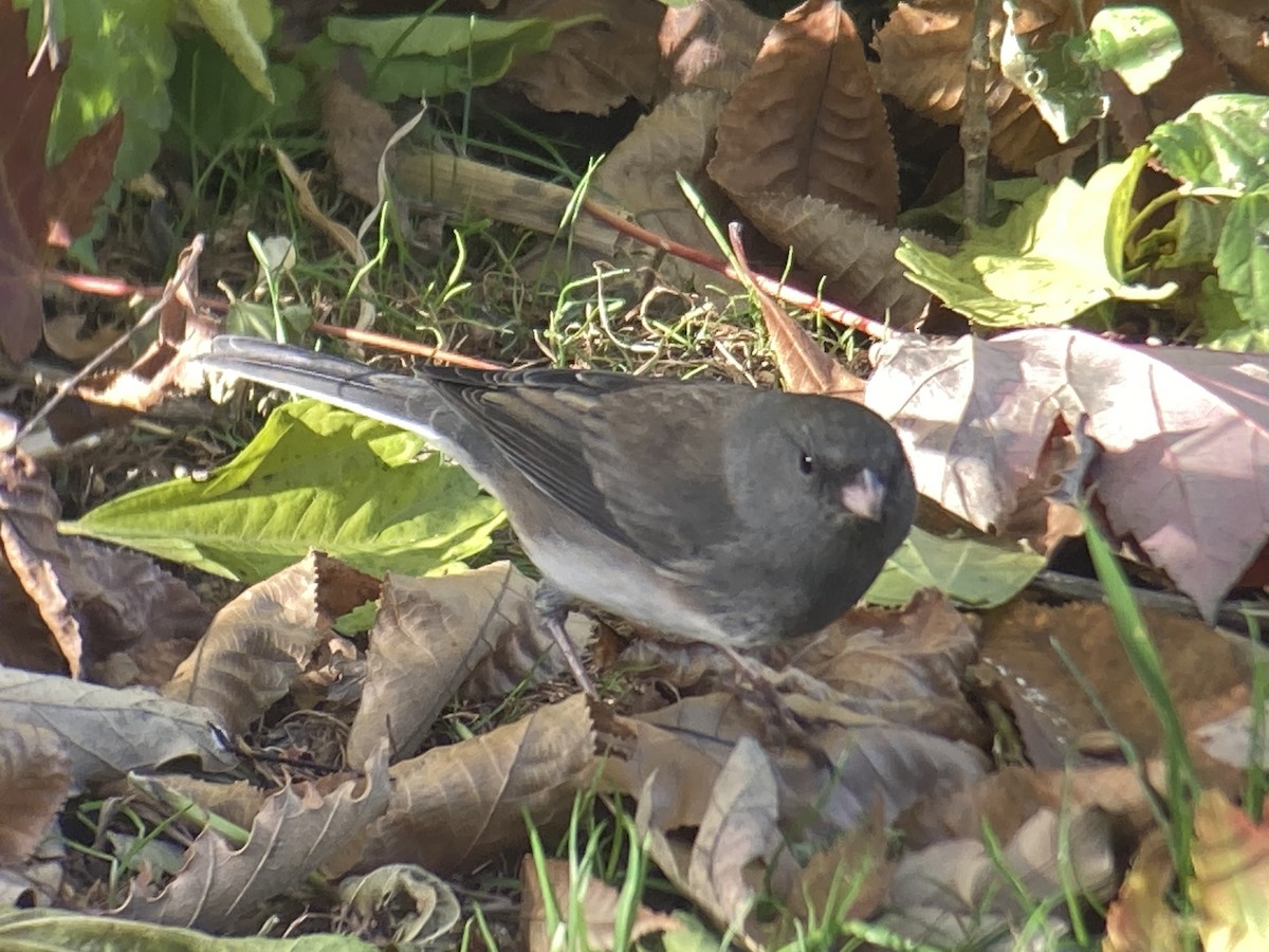 Dark-eyed Junco - ML644765111