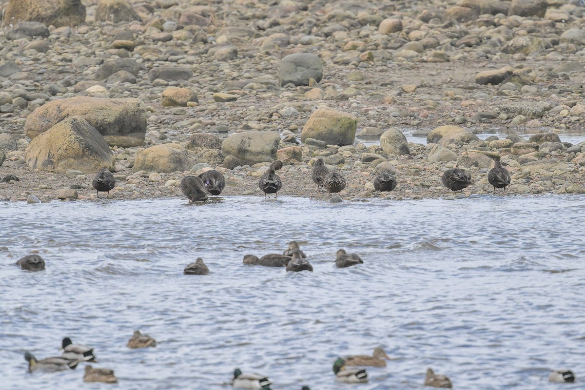 American Black Duck - ML644765113