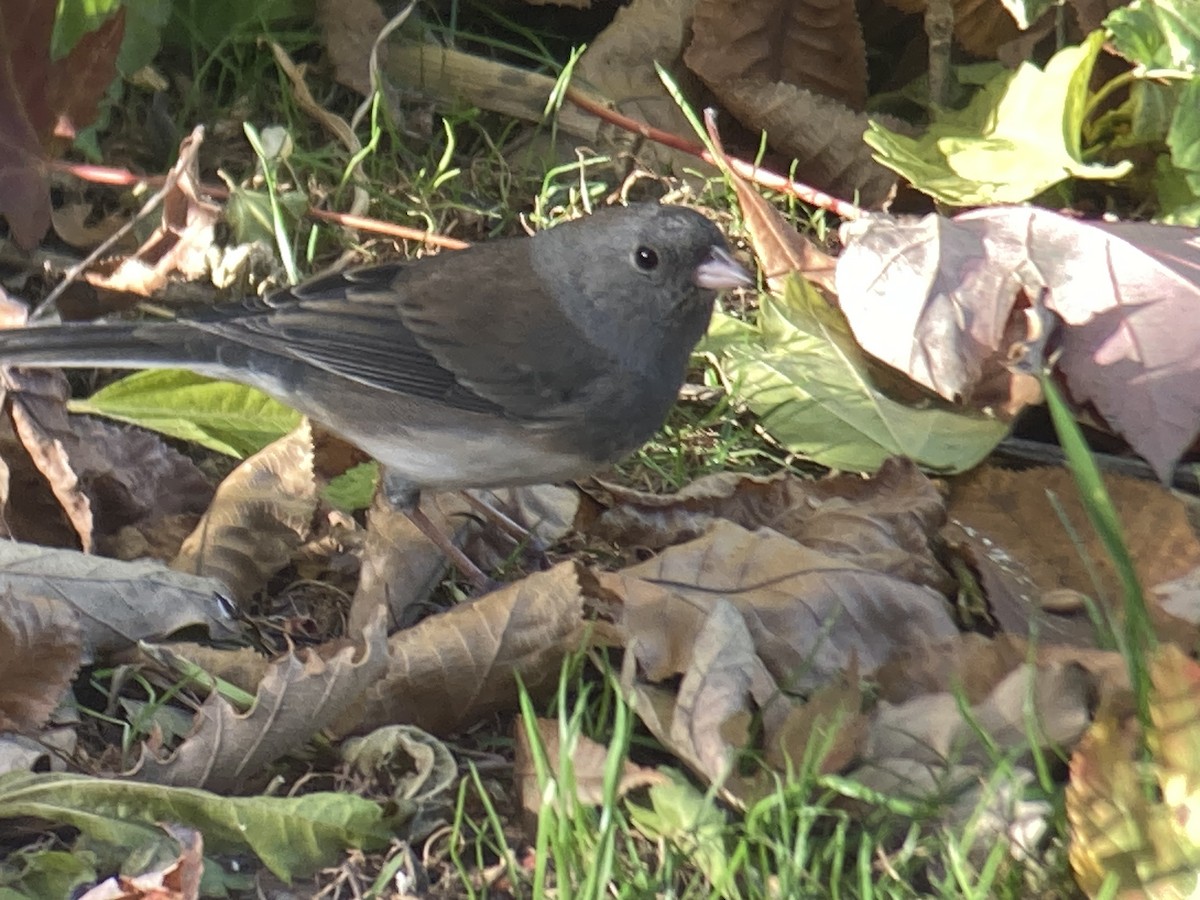 Dark-eyed Junco - ML644765114