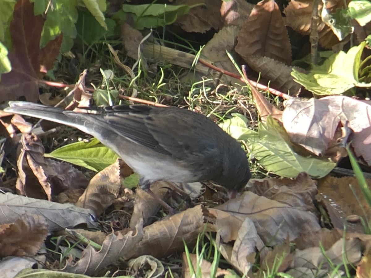 Dark-eyed Junco - ML644765115