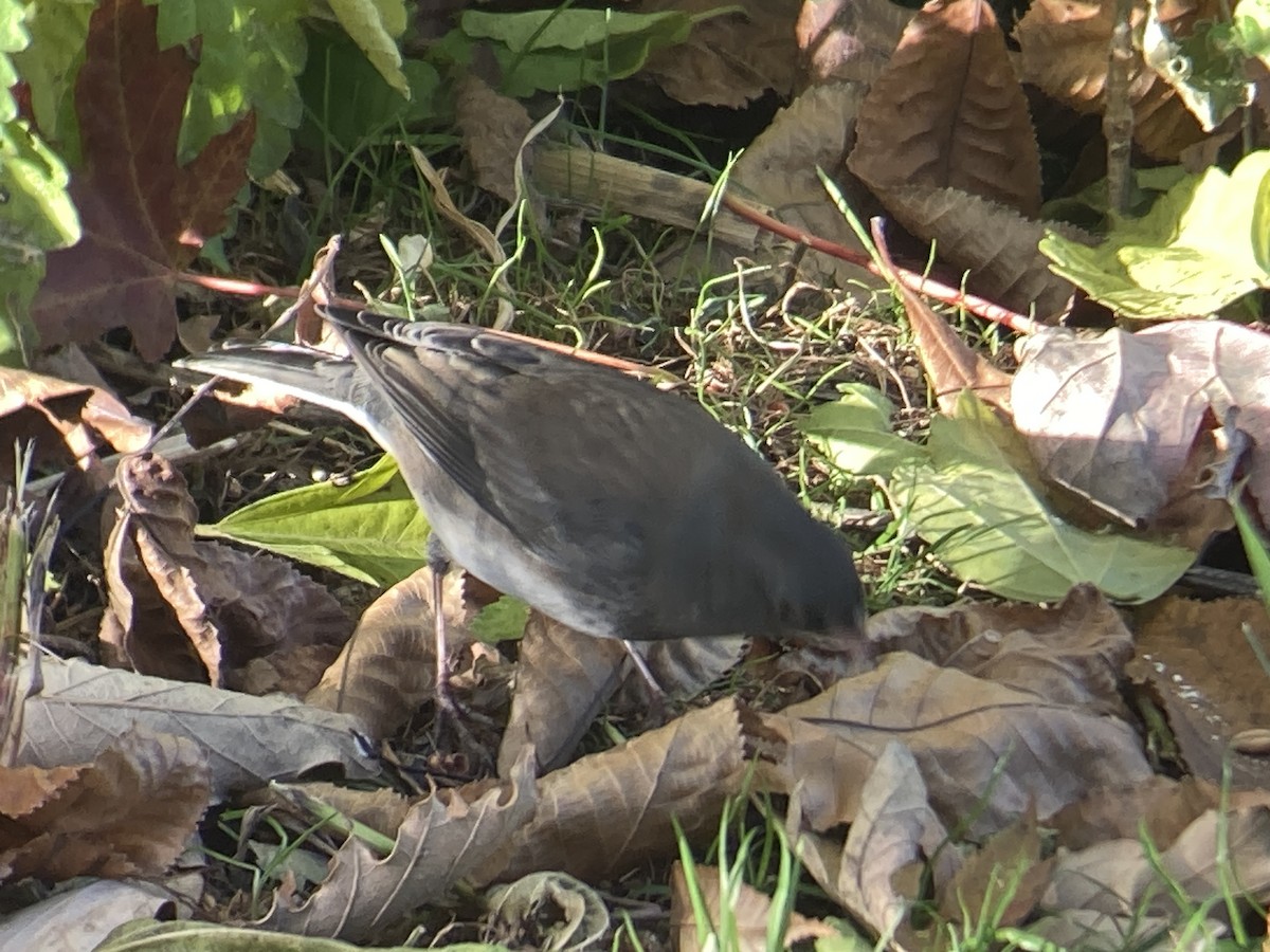 Dark-eyed Junco - ML644765116