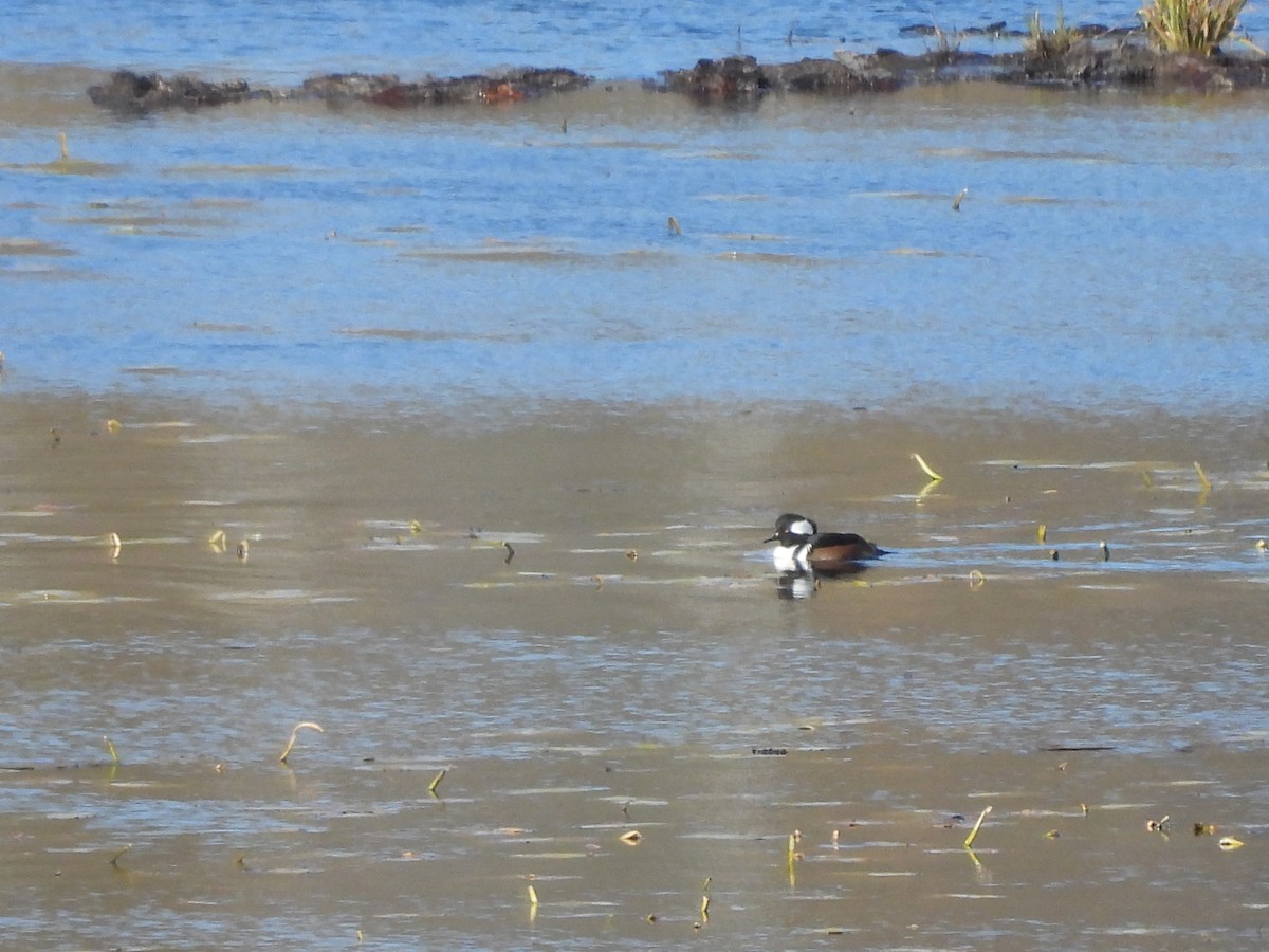 Hooded Merganser - ML644765118