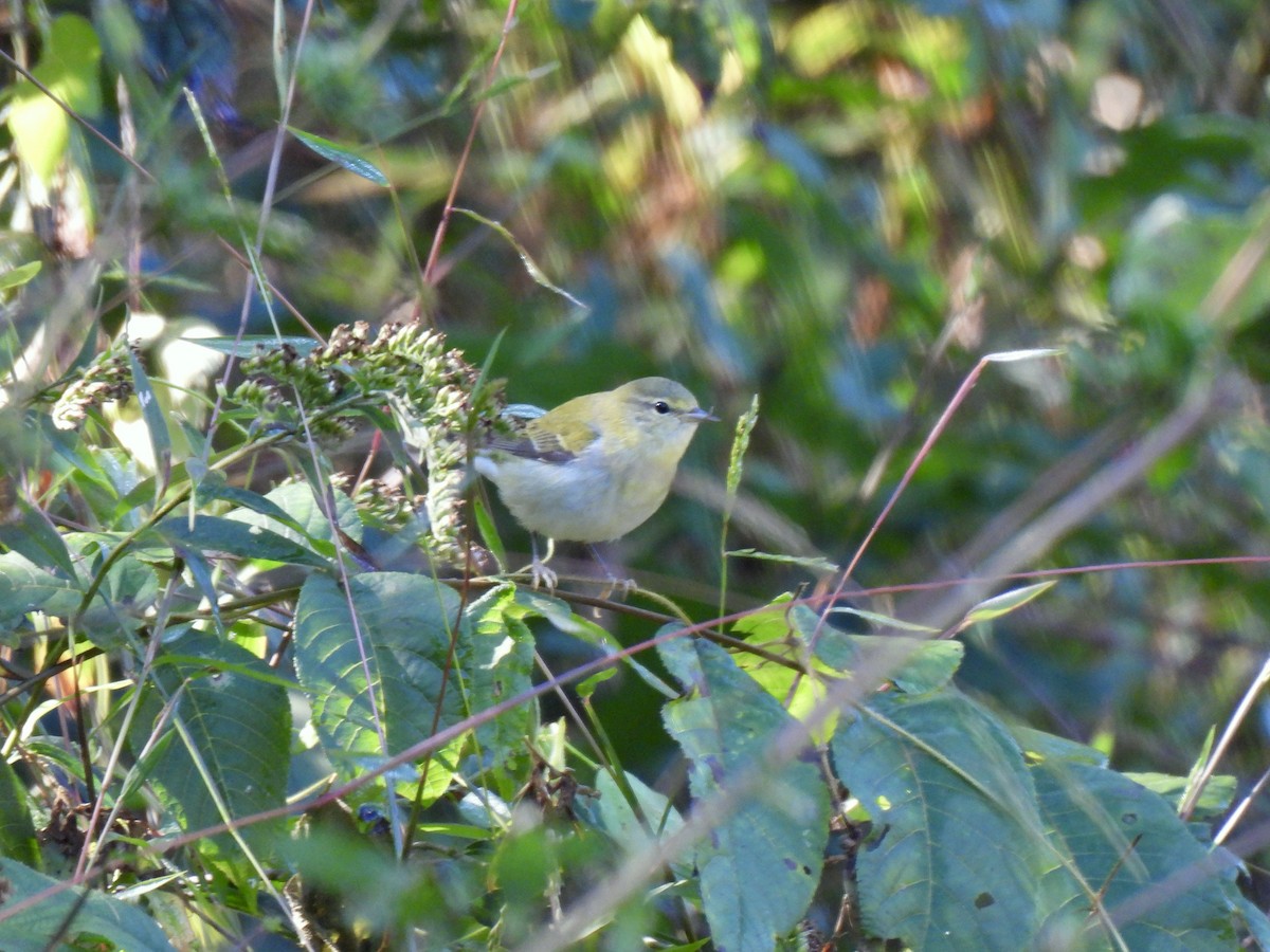 Tennessee Warbler - ML644765142