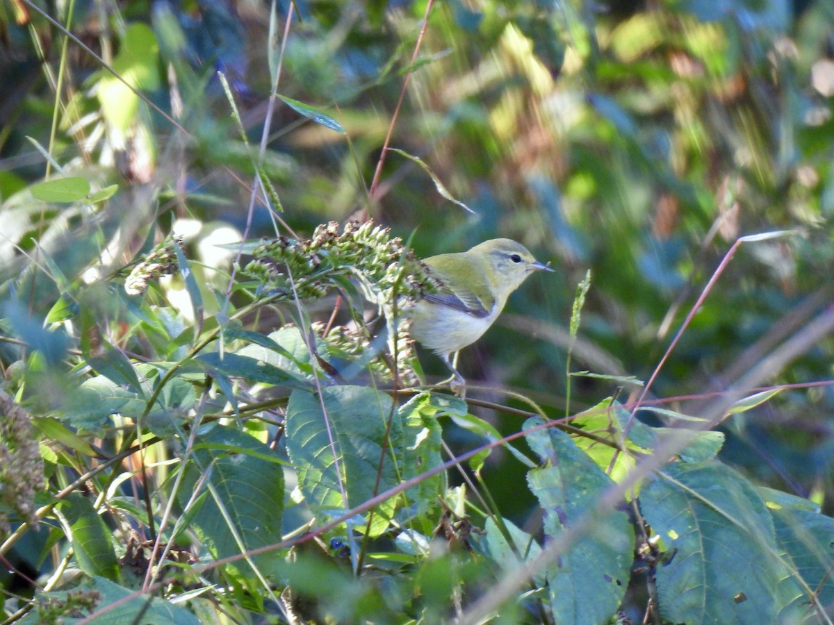 Tennessee Warbler - ML644765147