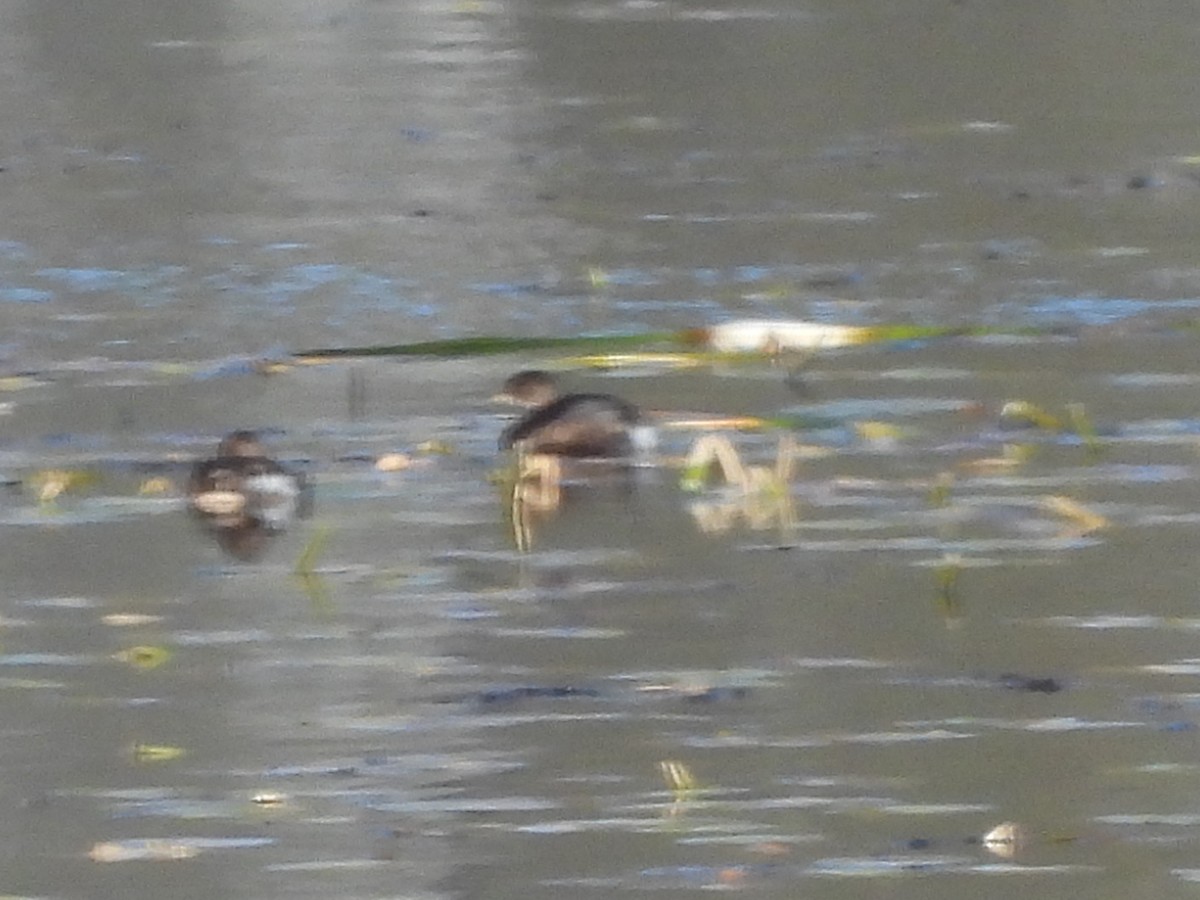 Pied-billed Grebe - ML644765151