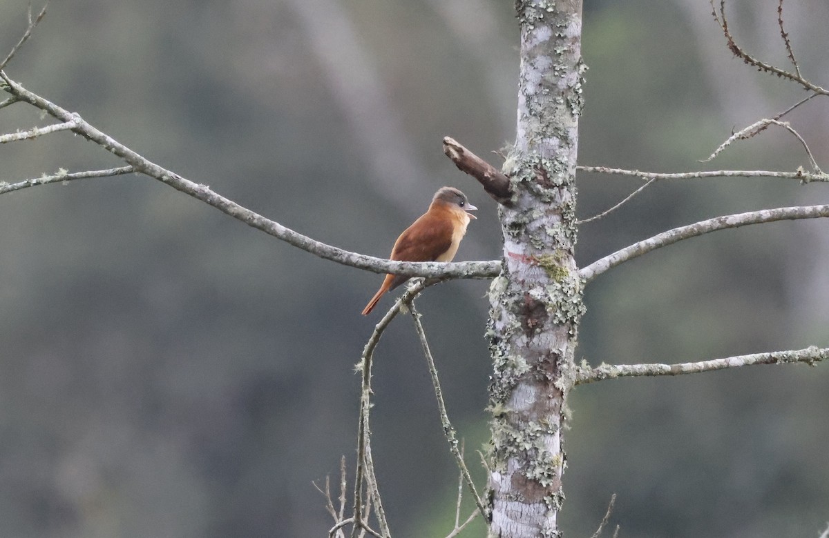 Chestnut-crowned Becard - ML644765159