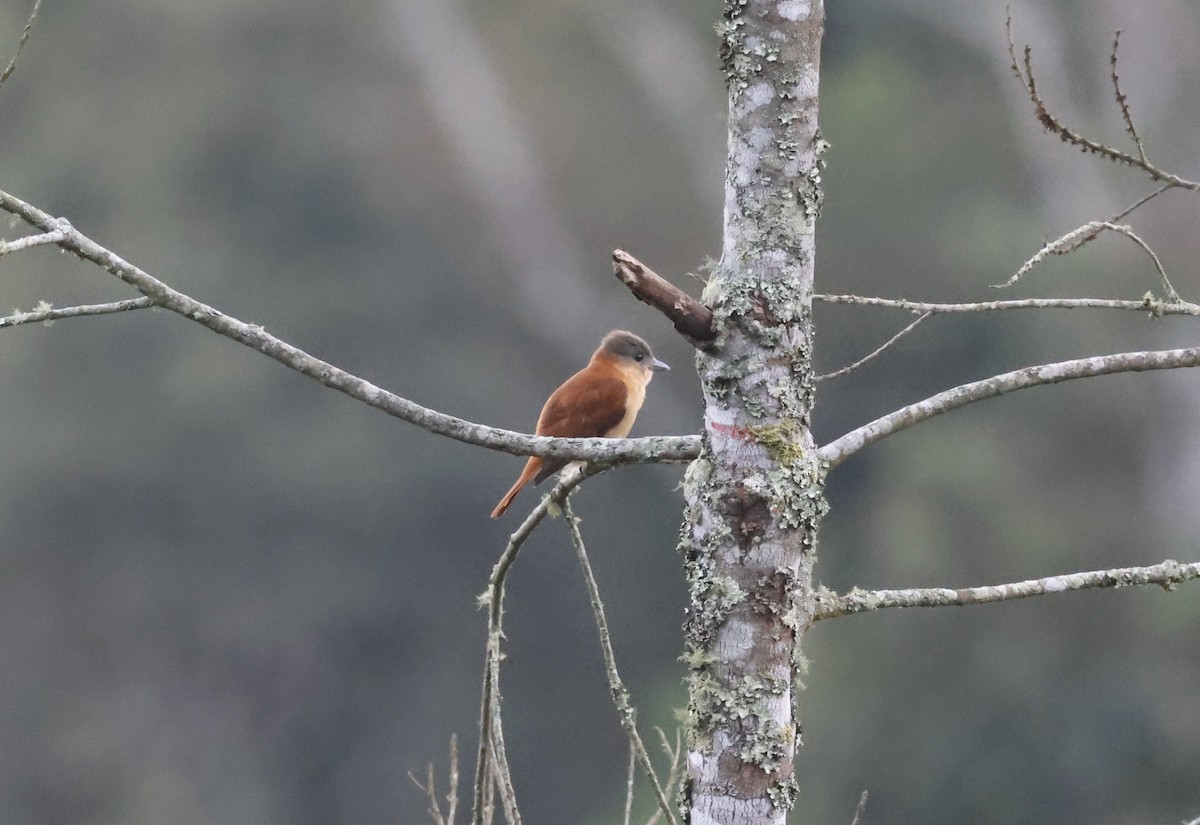 Chestnut-crowned Becard - ML644765160